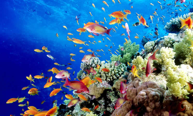 Save the Great Barrier Reef!! 