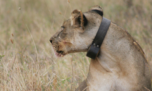 Putting collars on wild lions! 