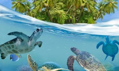 Marine and Turtle Conservation in Maldives!