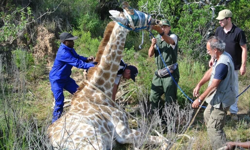 Wildlife Vet Adventure in South Africa!