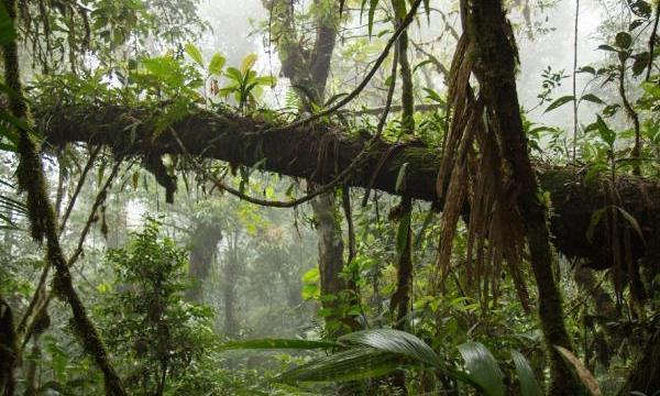 Peru Conservation Project - Manu Biosphere