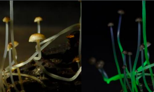 Bioluminescent Mushroom Research in Iporanga, Brazil