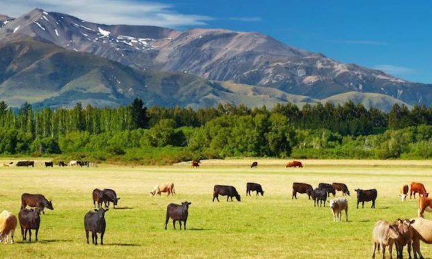 АГРОДОМ Agrodome новая Зеландия