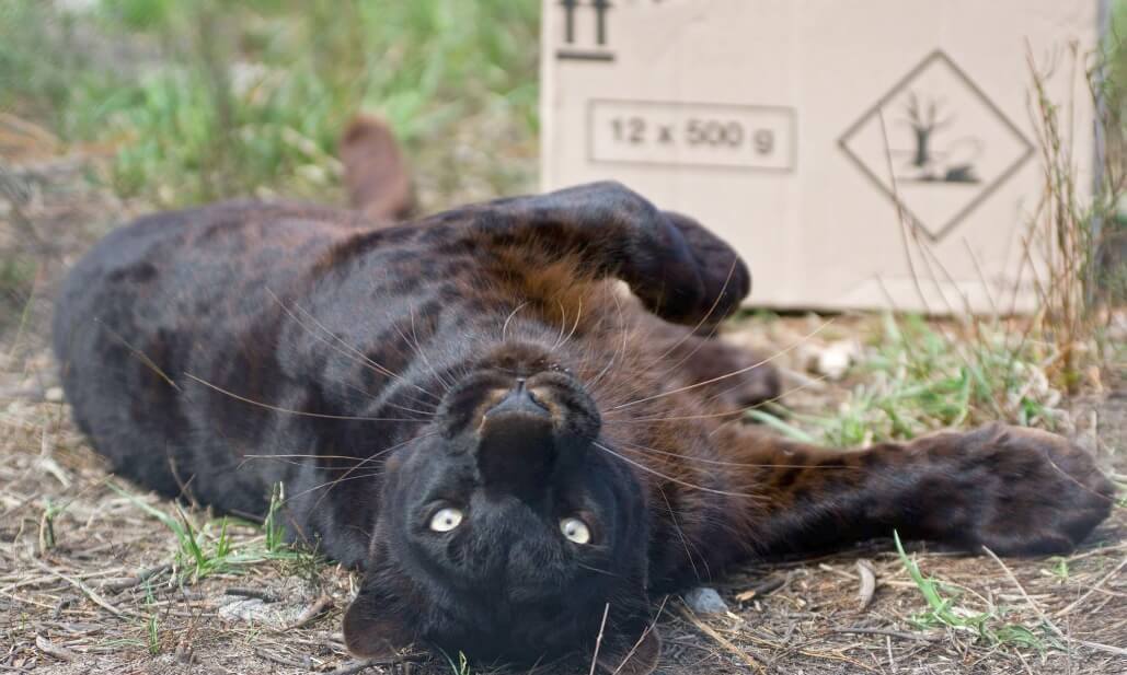My Campaign is about  rescuing Big Cat Rescue in Africa.