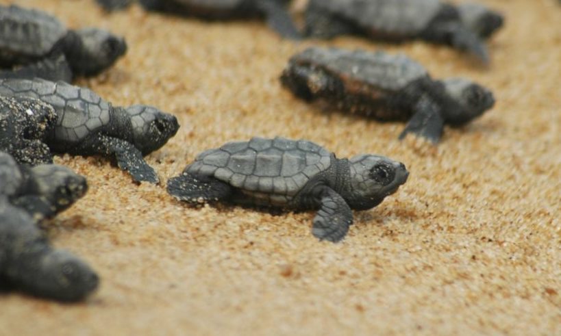 My forever dream: Protection of sea turtles in GREECE!