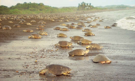 Sea Turtle Conservation 