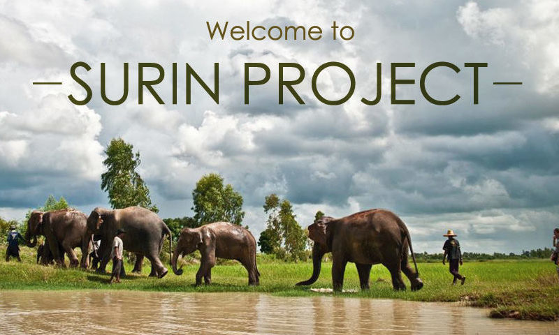 Help support the Surin Elephant Village