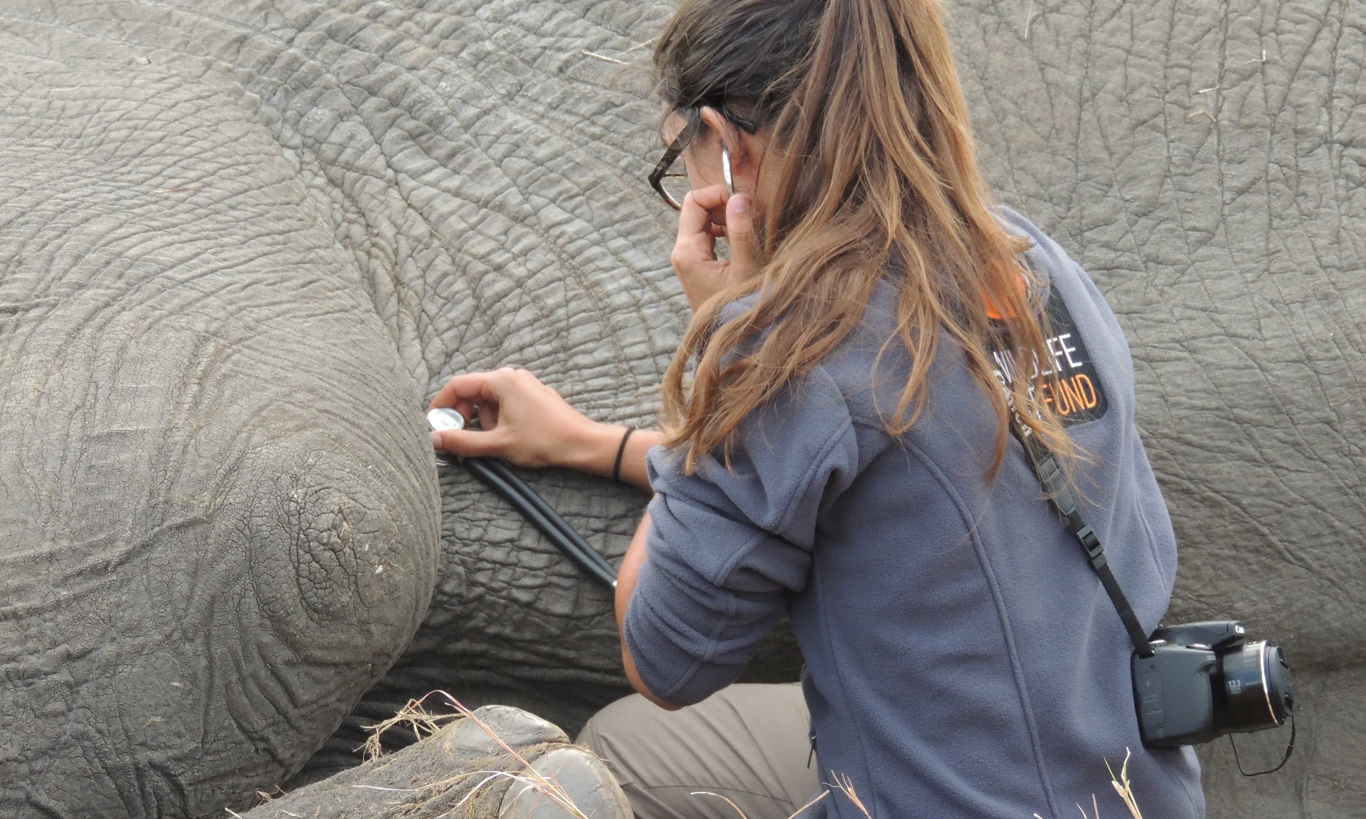 Outreach Veterinary Volunteer Work and Wildlife