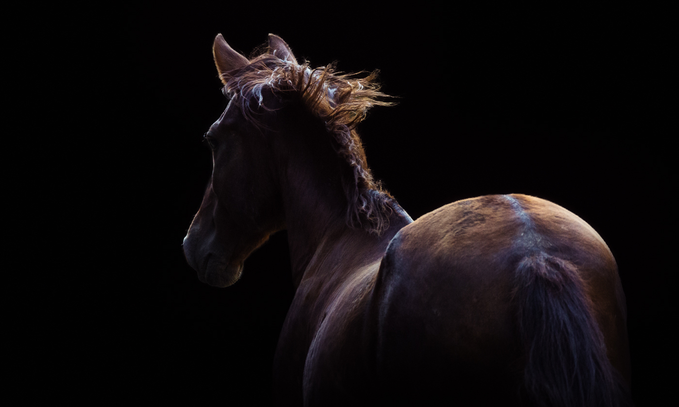 Equine Photography in France