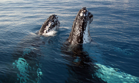 My Long Life Dream: Australia & The Humpback whales