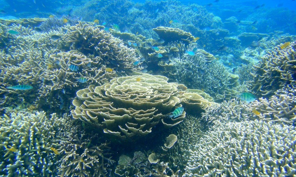 Marine Conservation and Reef Restoration in Bali