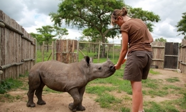 Conservation volunteer at Shimongwe Veterinary Experience