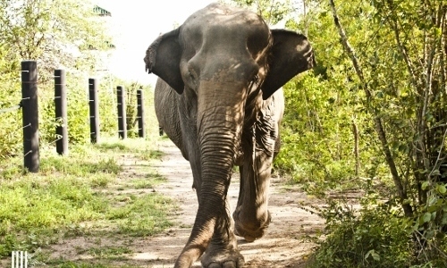 Helping the Elephants in Thailand !!