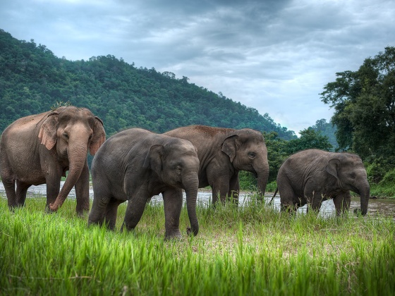 Send Alia to work in an Elephant Sanctuary!