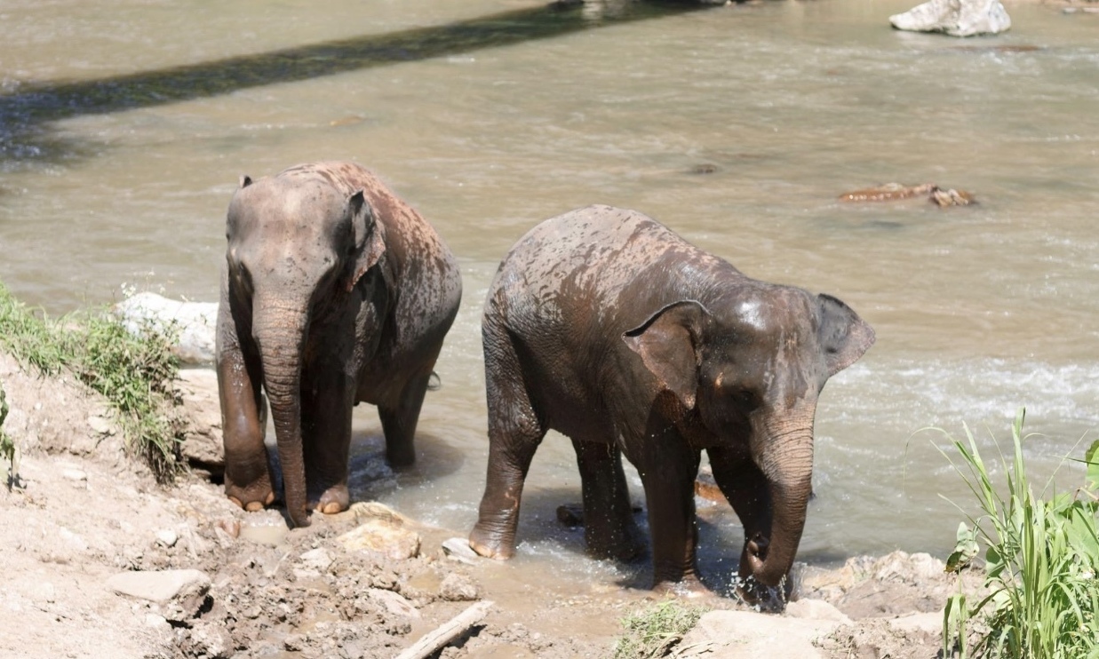 Elephant habitat restoration in Cambodia & Thailand