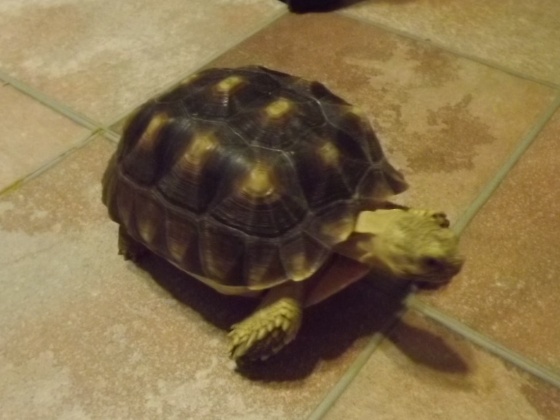 Send Sharon to Wildlife Rehabilitator's Symposiums to Learn Vet & Science Techniques!
