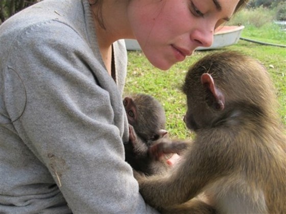 The Primate Affair