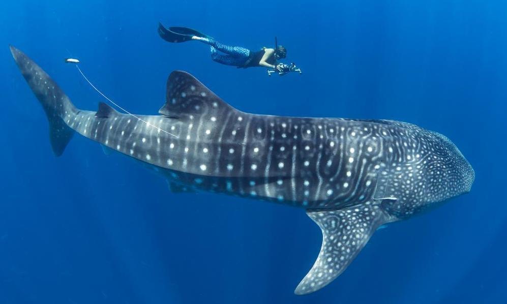 Whale Shark and Megafauna Conservation in Mozambique!