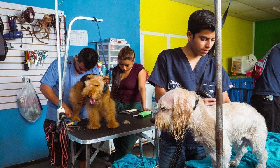 Animal Care Volunteer Project in Peru!
