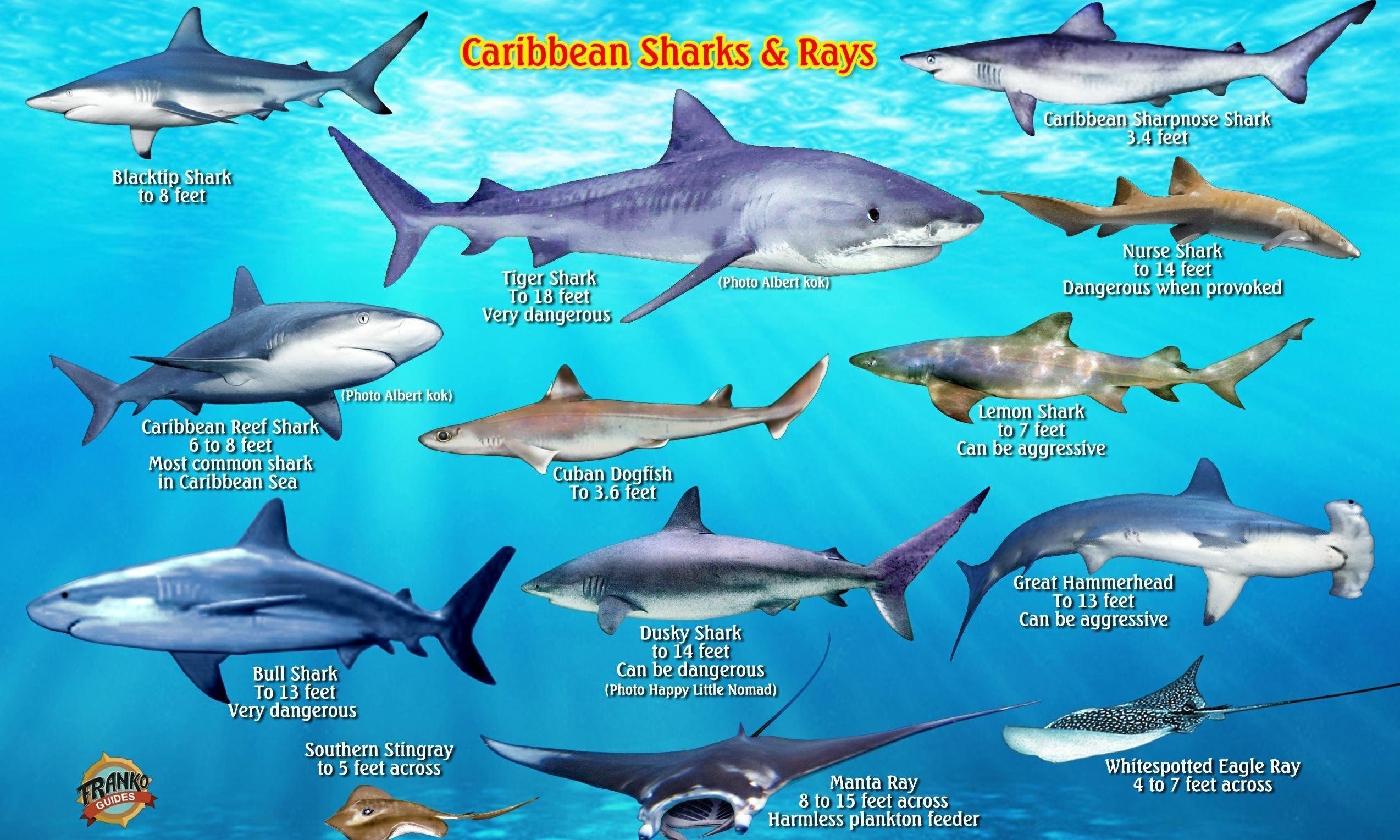 Shark and Sting Ray Research in Clearwater, FL!! FundMyTravel