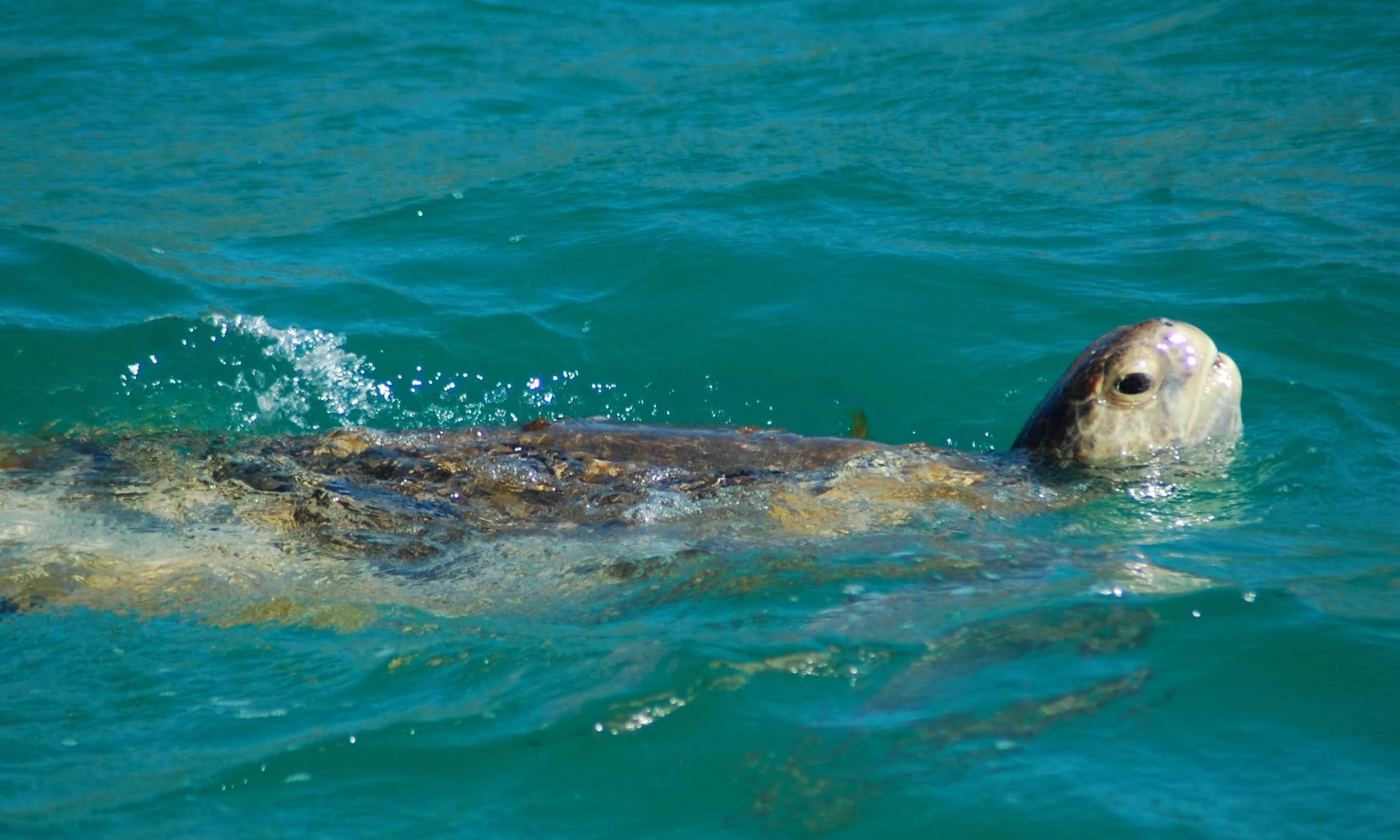 Training Citizen Scientists for Turtle Spotting in Baja 