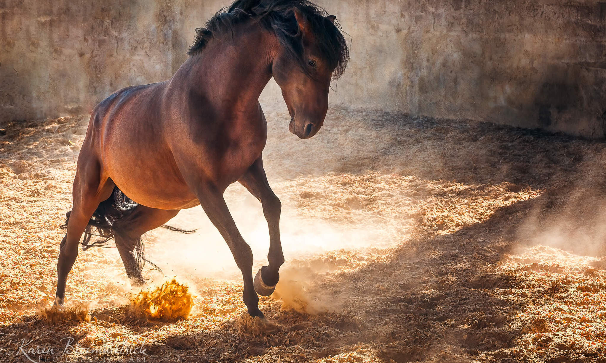 Equine Photography in Portugal