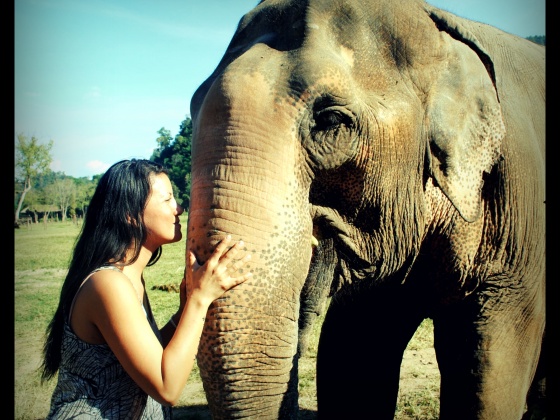 Please Help Get Alia To The Elephant Sanctuary!!