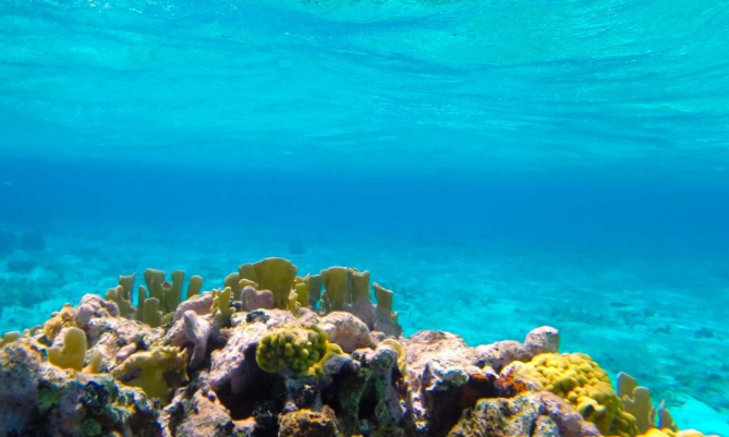 Marine Conservation in the Turks & Caicos