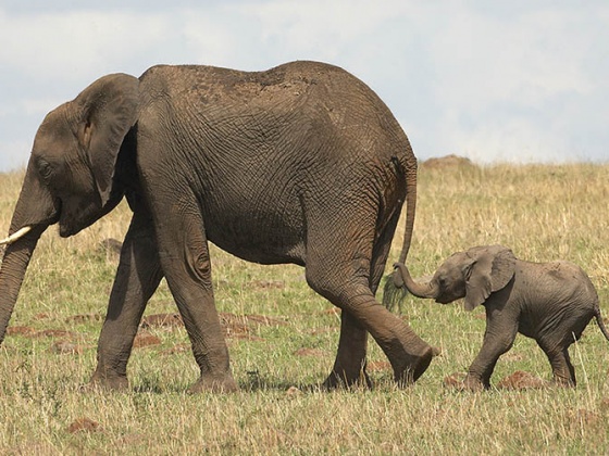 Botswana Wildlife Conservation