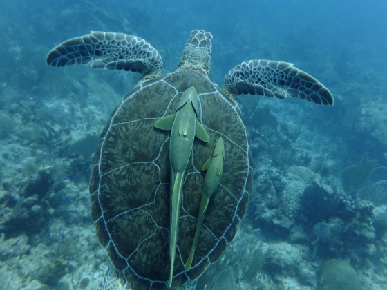 Coral restoration & sea turtle rehabilitation in the Maldives