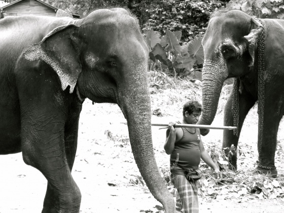 Help me to help others - Elephant protection project