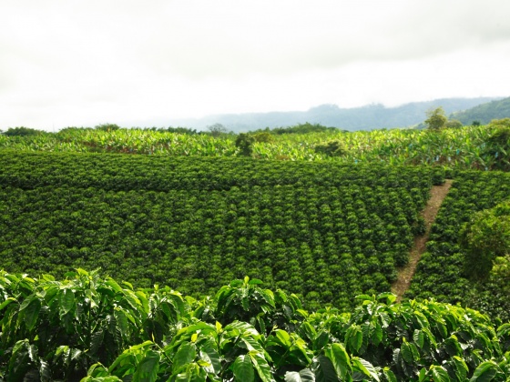 Eco-Agriculture Conservation in Costa Rica