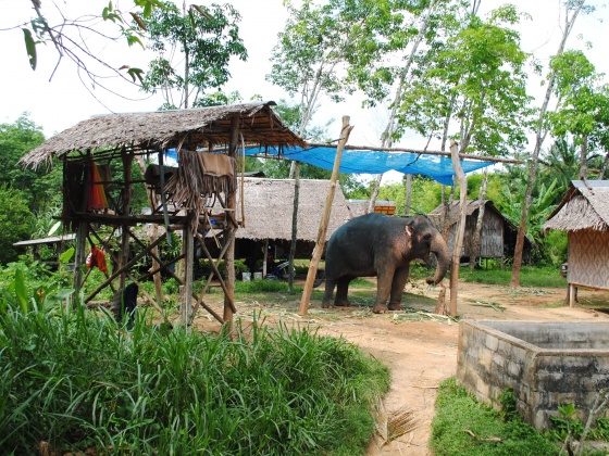 Elephant Conservation Project