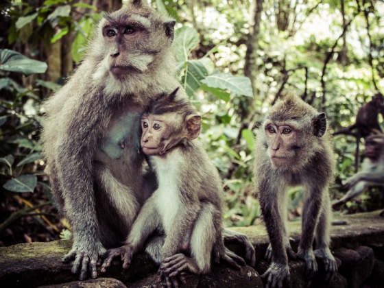 Help Gabriele to volunteer in Bali !