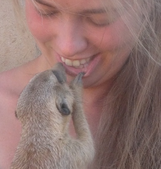 Meerkats