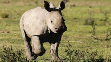 Rhino fact #2 