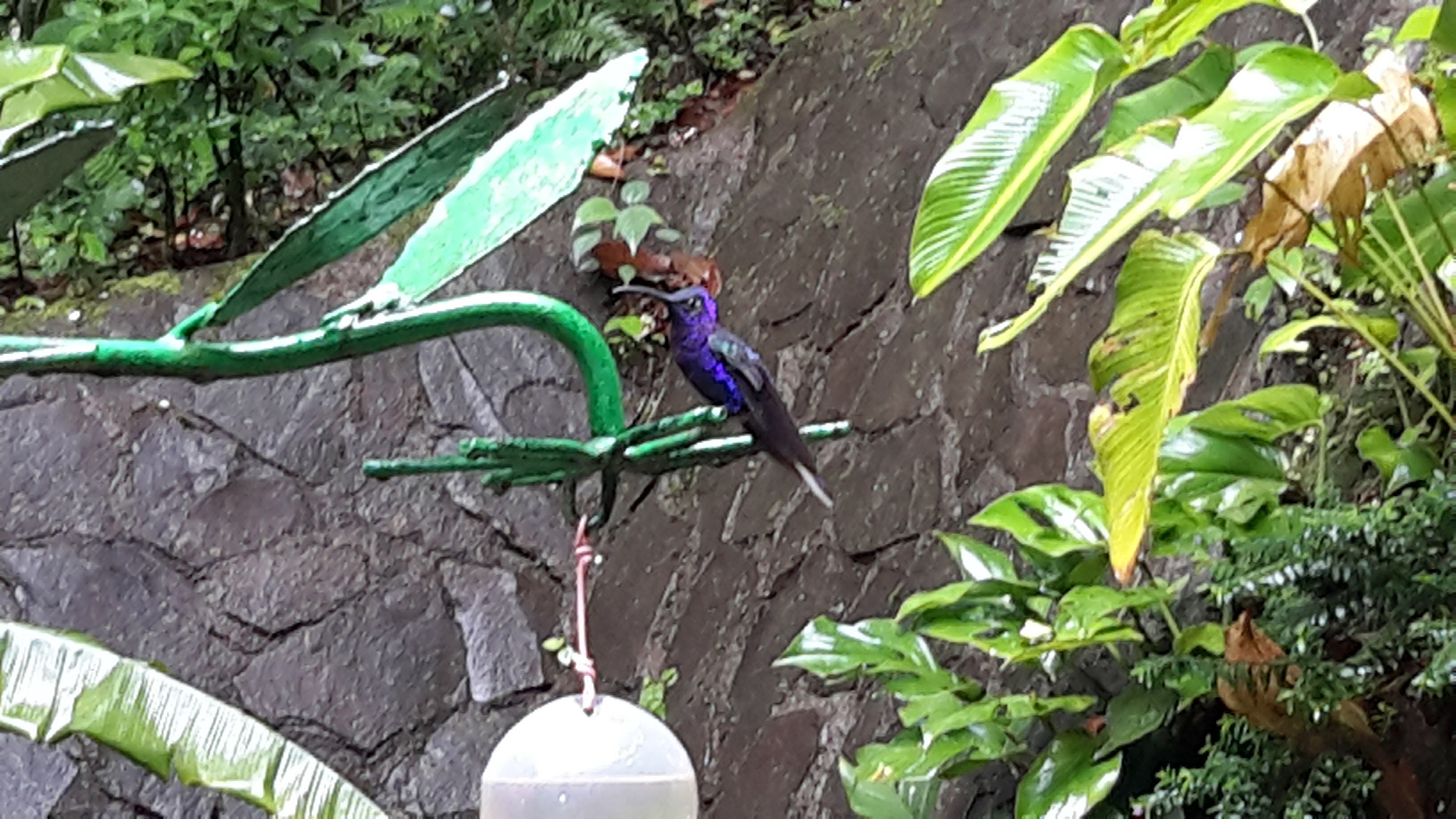 Humming bird, Costa Rica