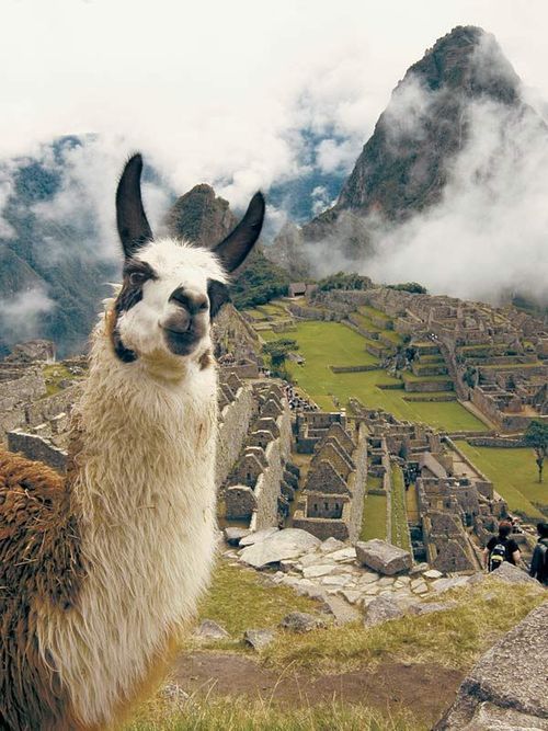 Volunteer in Peru in 180 days