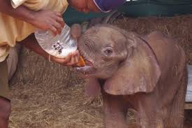 Feeding orphaned elephants