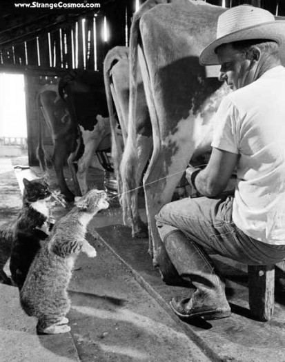Cool cat's who help out at on the farm!  Will you be one of em'?  Please take 5 minutes to donate to our agriculture expedition today!