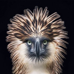 animal