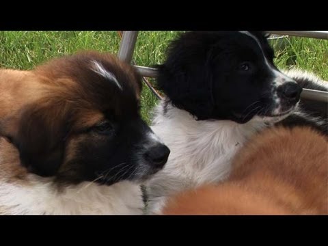 Send Mary to volunteer at Free Spay/Neuter Clinic