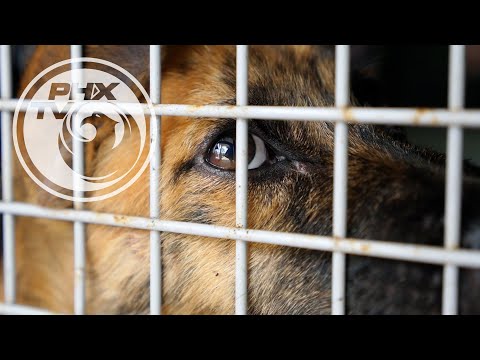 Travelling around globe to help animals facing cruelty 