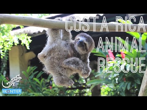 volunteering in a rescue animal sanctuary  in Costa Rica