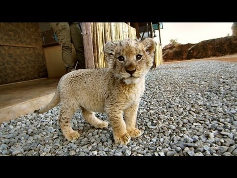 Help Me Live With The Big Cats