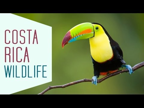 Adrianna's Wildlife Research Trip to Costa Rica!!