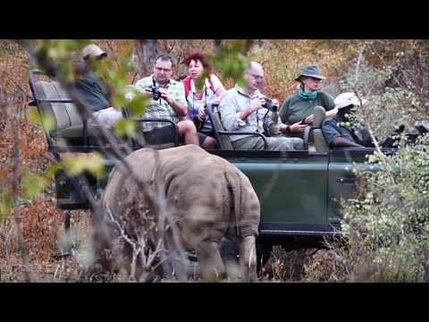 Volunteer South Africa with Animals