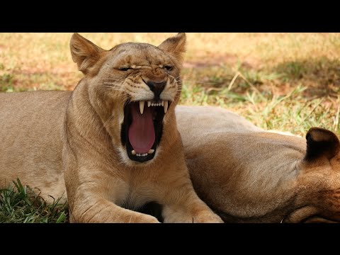 Living With Big Cats in South Africa - Volunteer Program