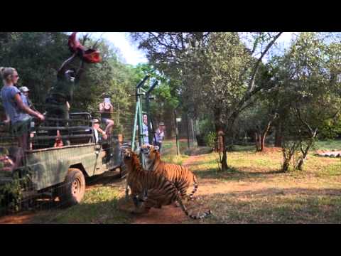 VOLUNTEERING WITH BIG CATS + SAFARI