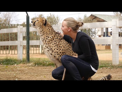 Ashley's Volunteer Trip to Africa To Live With Big Cats!